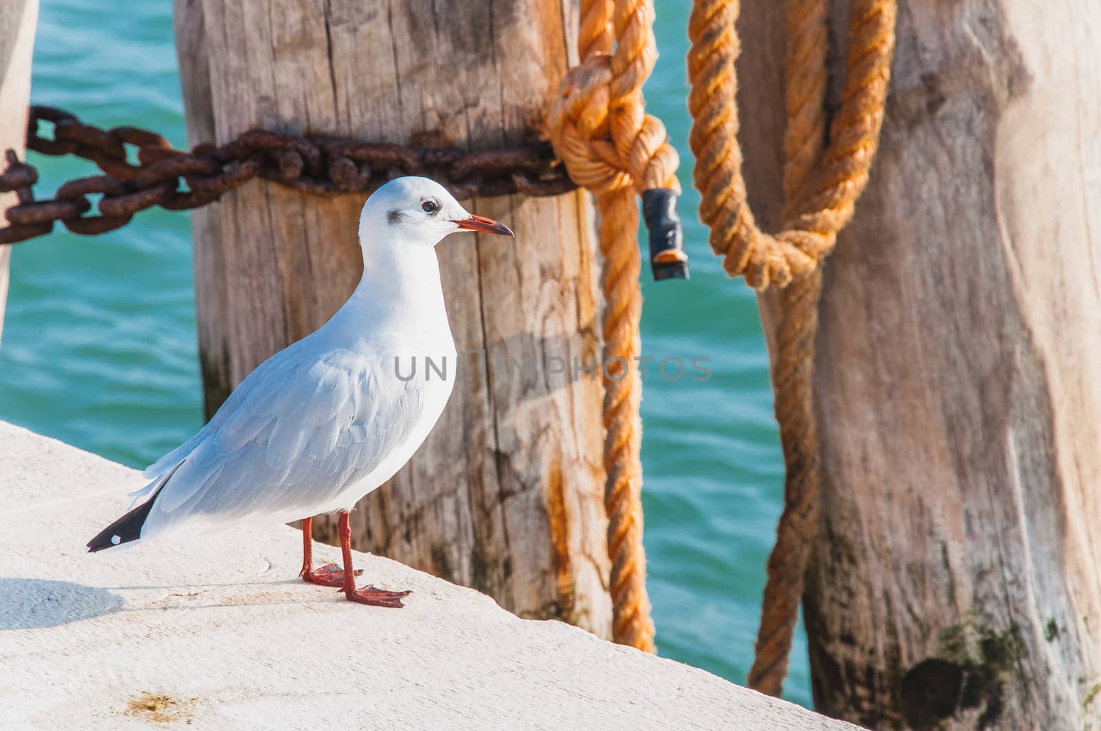 bollard under a blue sky in Venice Italy