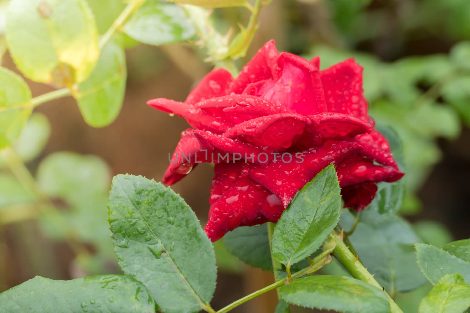 Roses in the garden  by teerawit