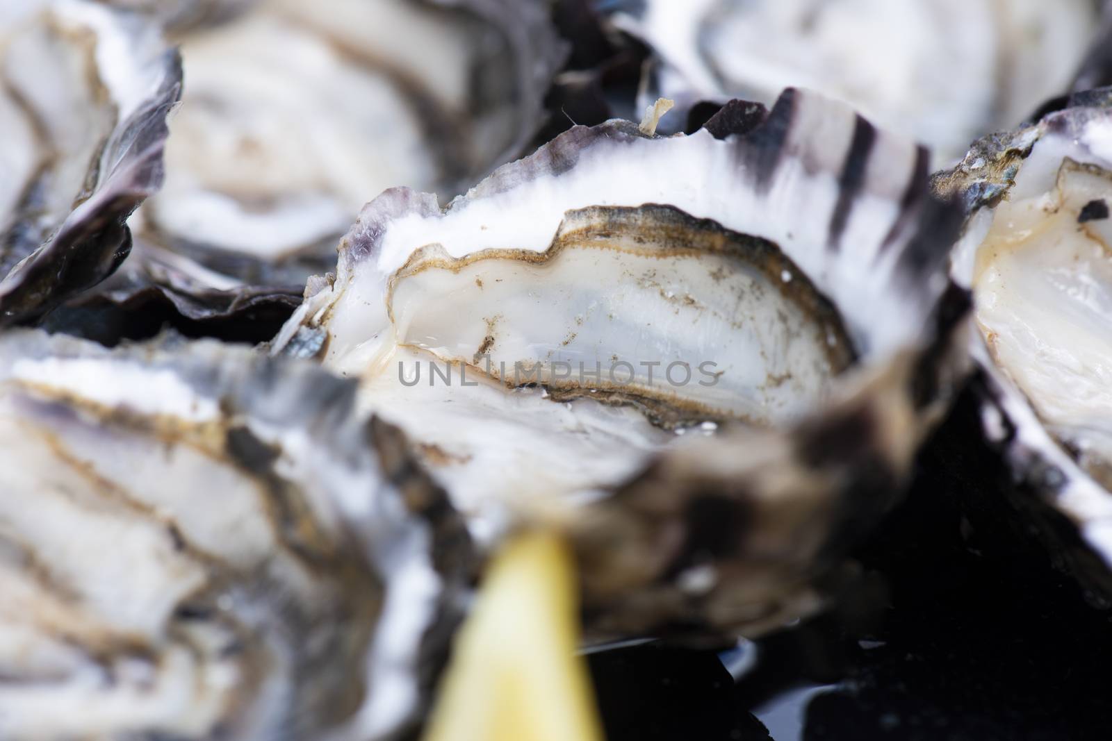 Closeup of large fresh shucked oysters with a blue background.