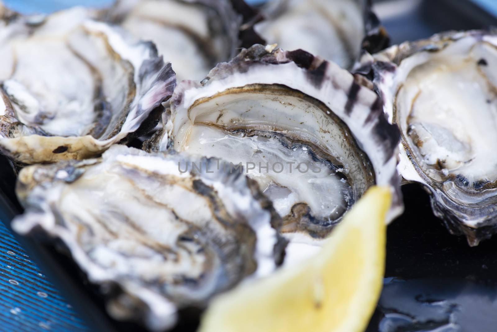 Closeup of large fresh shucked oysters with a blue background.