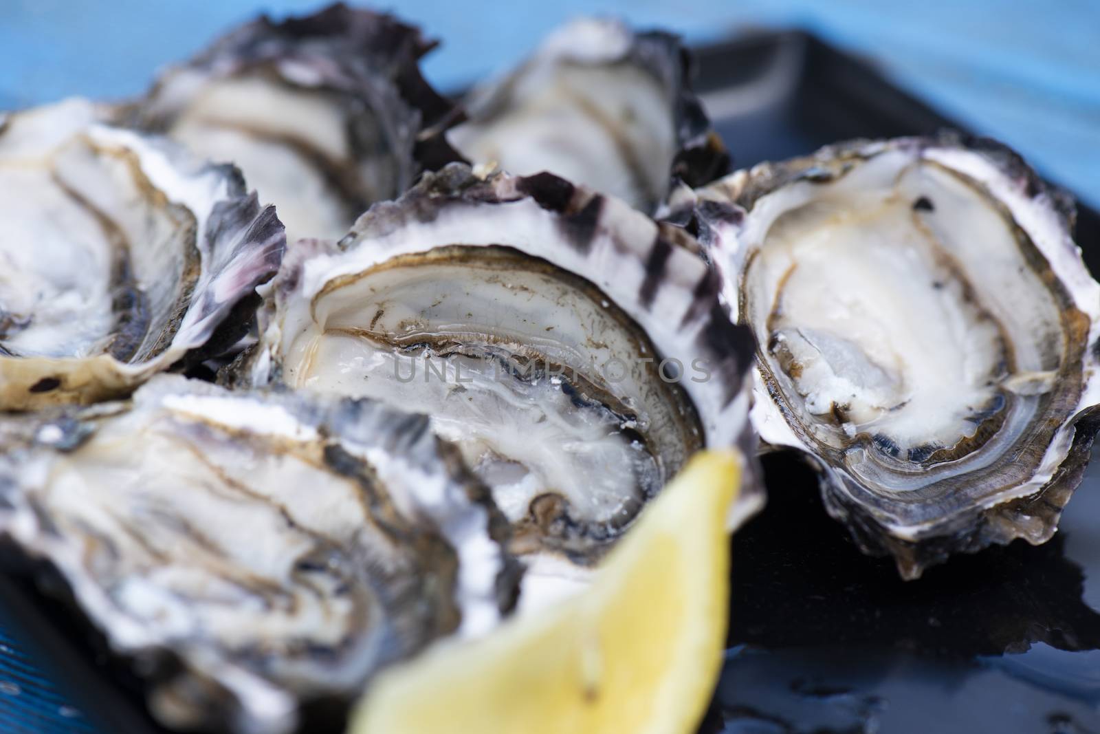 Closeup of large fresh shucked oysters with a blue background.