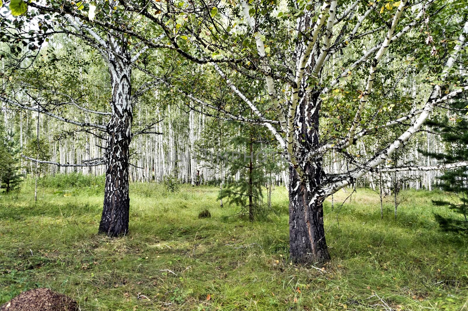 old thick birch trees on the edge of the forest, southern Urals