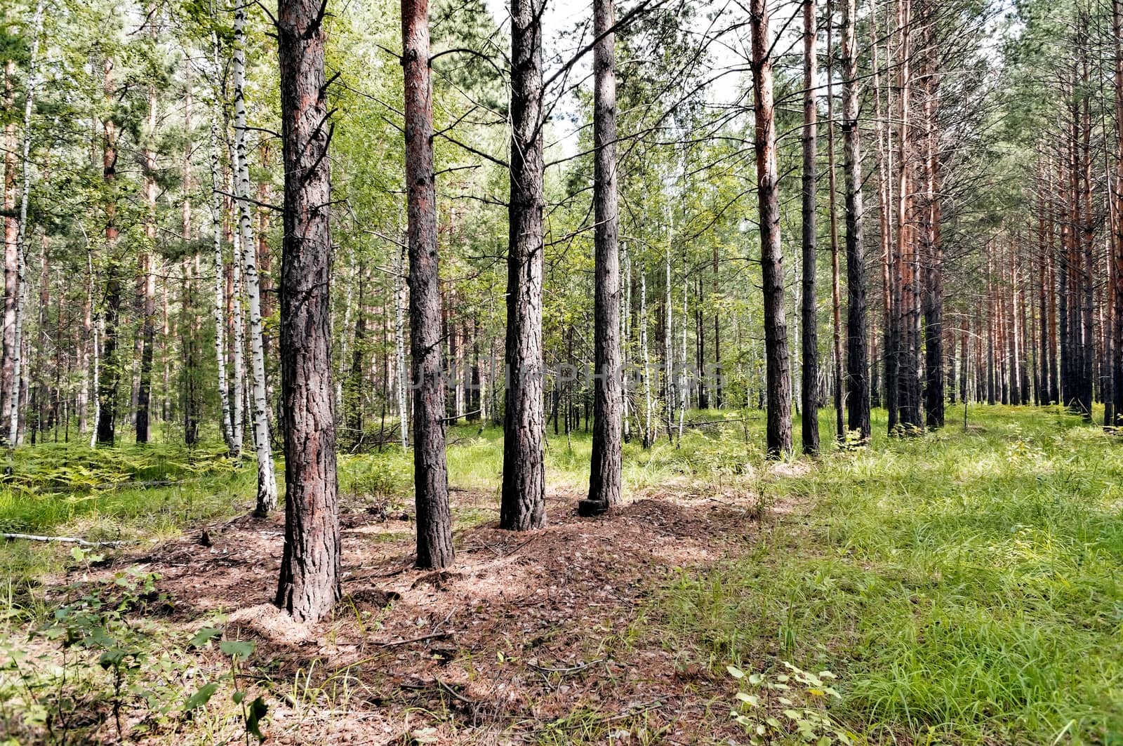 young pine forest illuminated by the sun, in summer