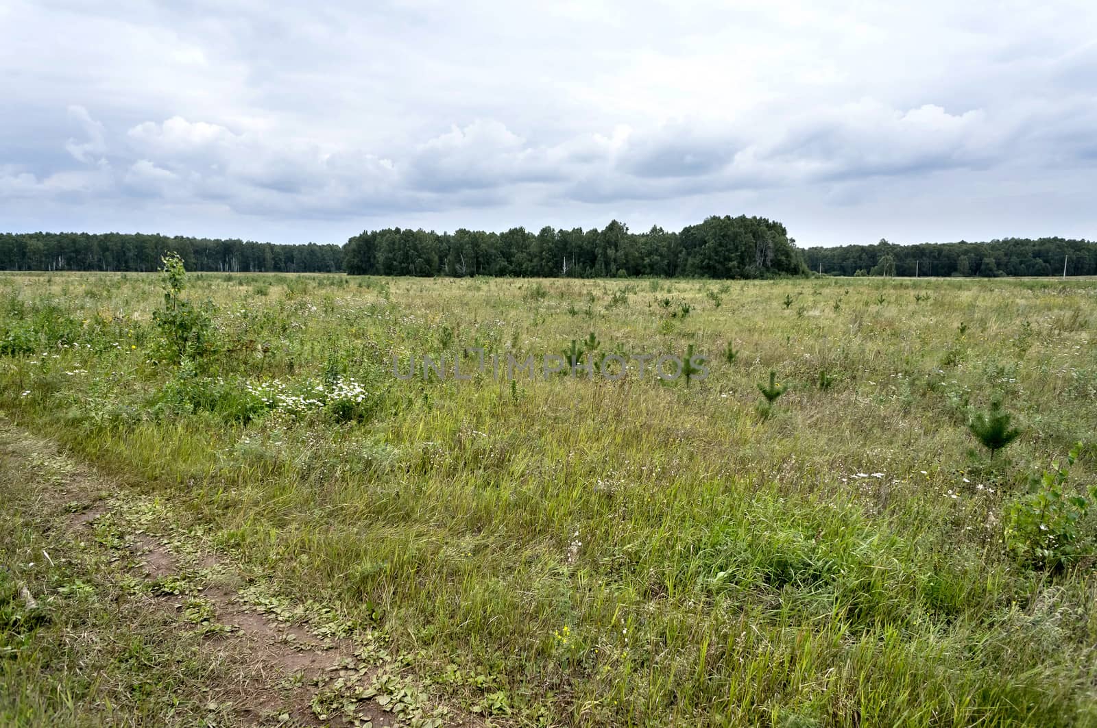 view of the open area on the edge of the forest, gray clouds in the sky, the southern Urals