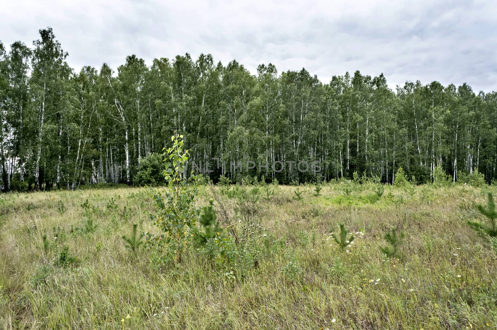 view of the open area on the edge of the forest, gray clouds in the sky, the southern Urals