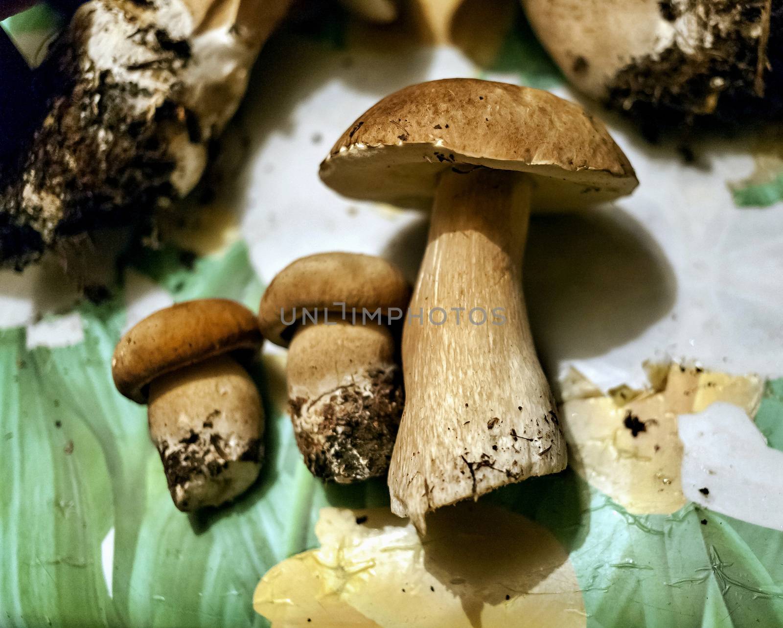 collected edible mushrooms lie on the table by valerypetr