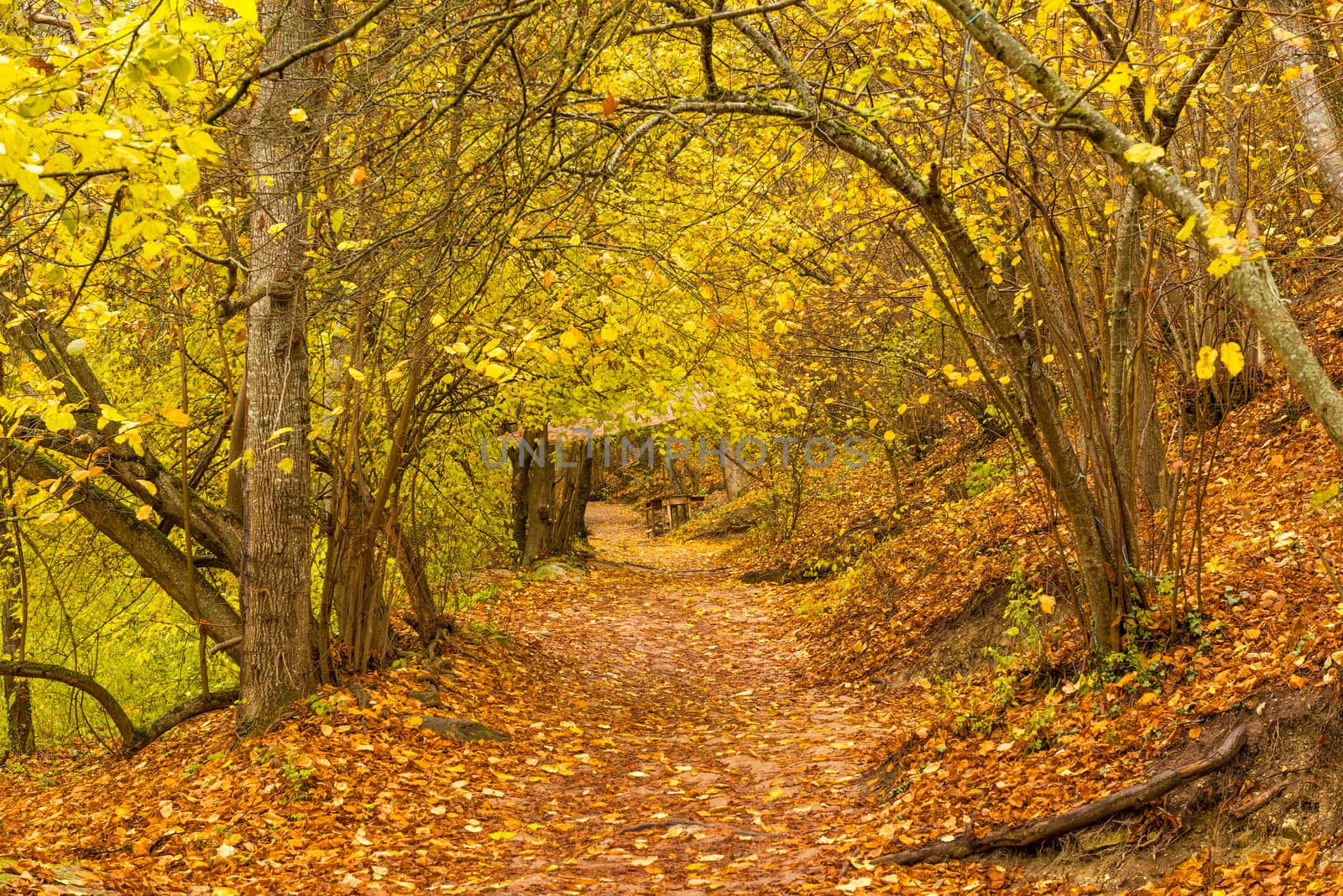 Trail in the autumn rainy park on a cloudy day by kosmsos111