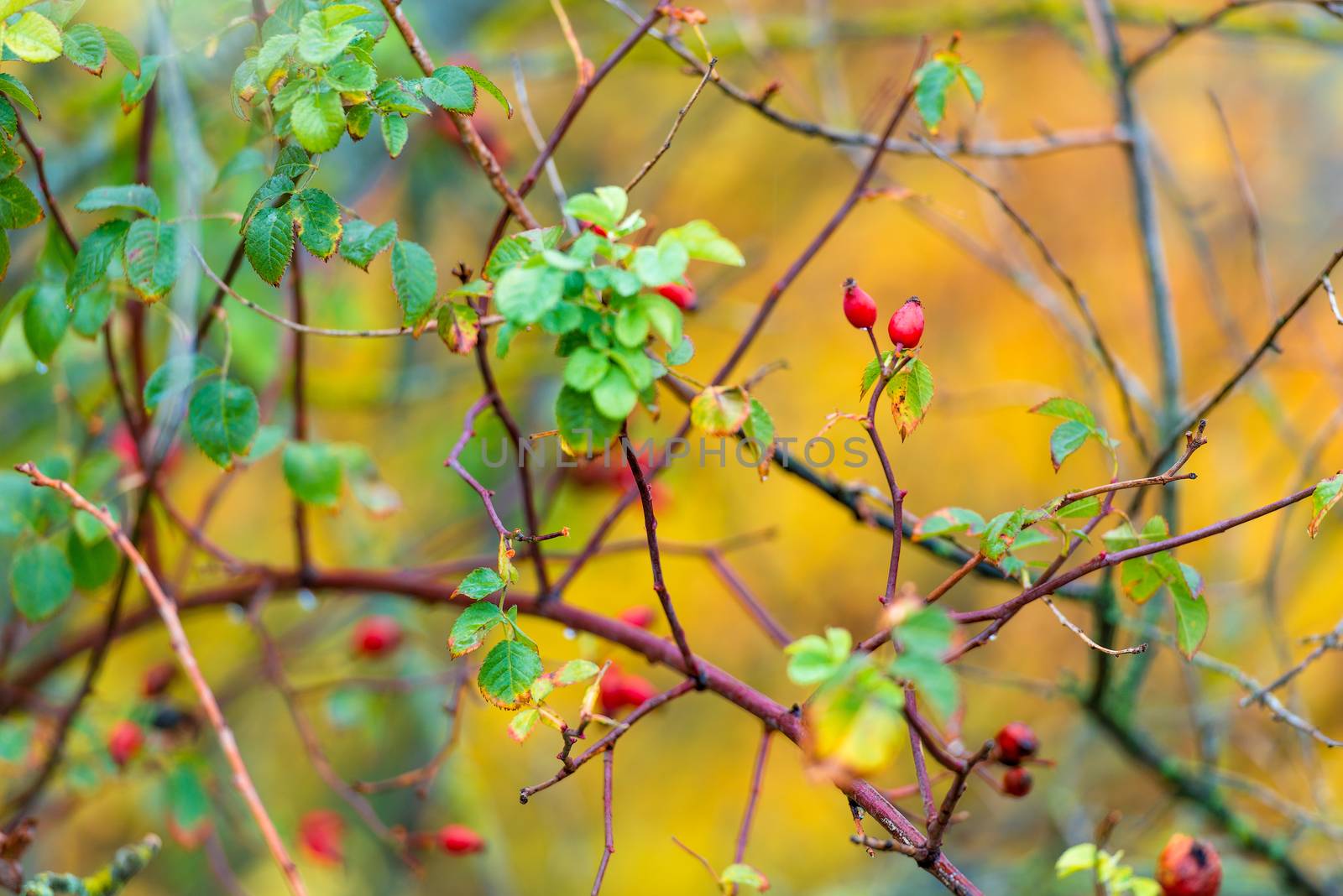 Close-up of a branch and wild rose hips by kosmsos111