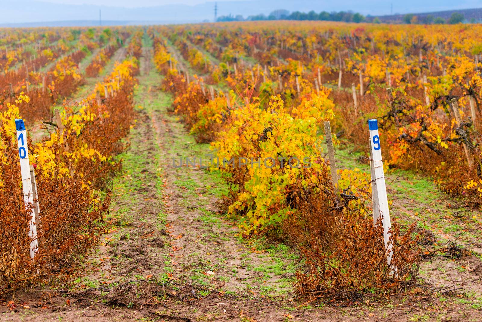 plantation of grapes after harvest, late autumn by kosmsos111