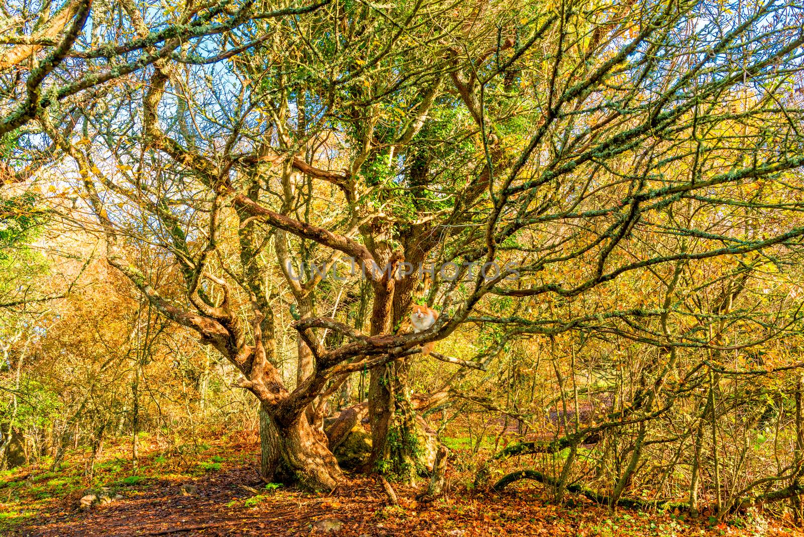 A large old tree in a park in autumn by kosmsos111