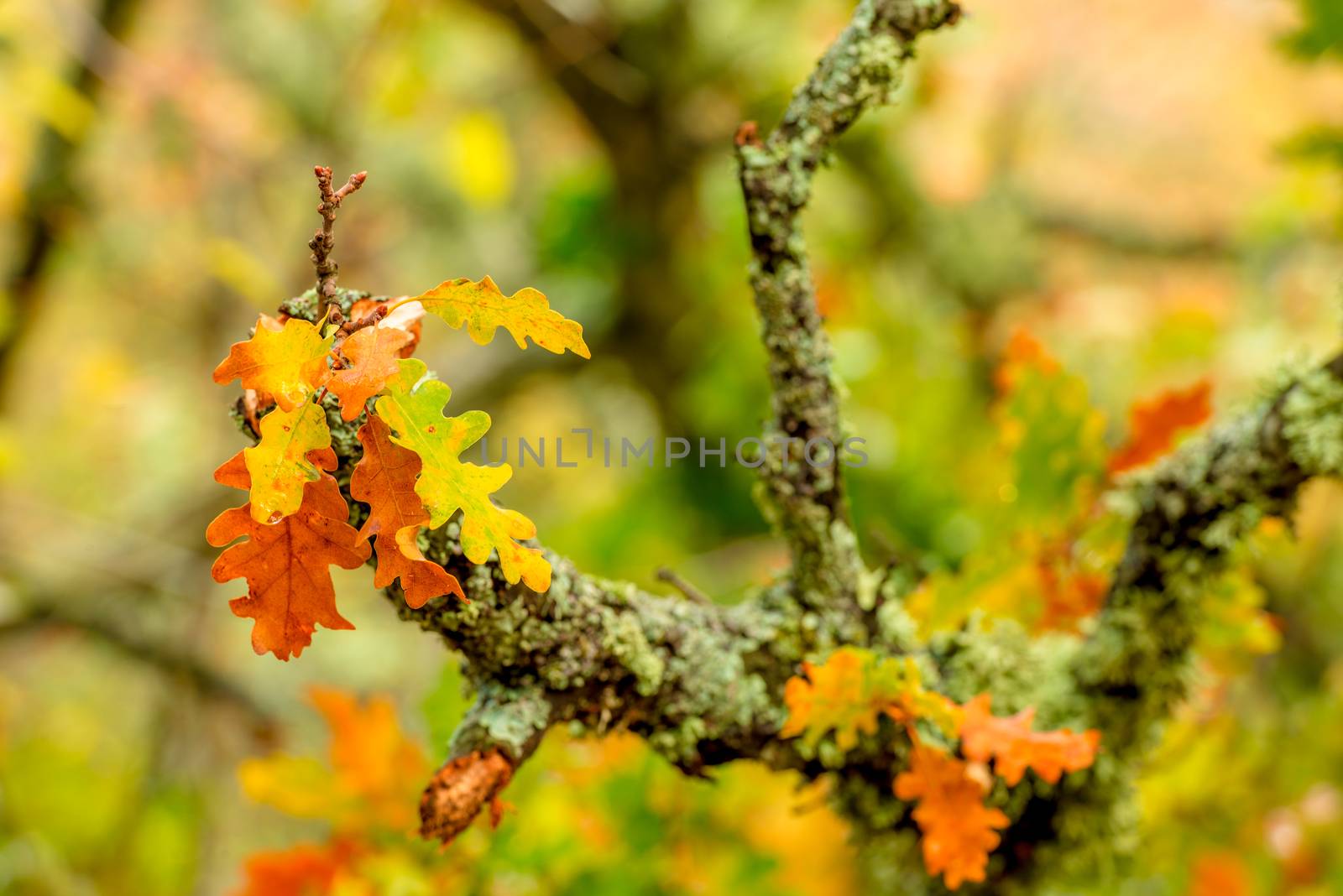 Close-up of a branch of an oak tree with yellow autumn leaves by kosmsos111