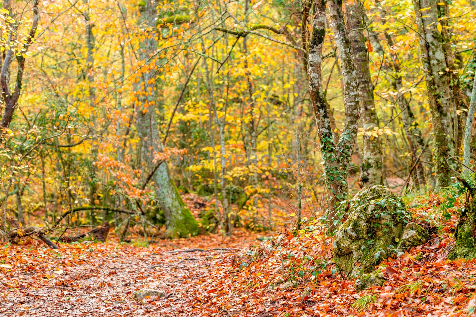 Autumn landscape in the park, fallen red leaves on the path by kosmsos111