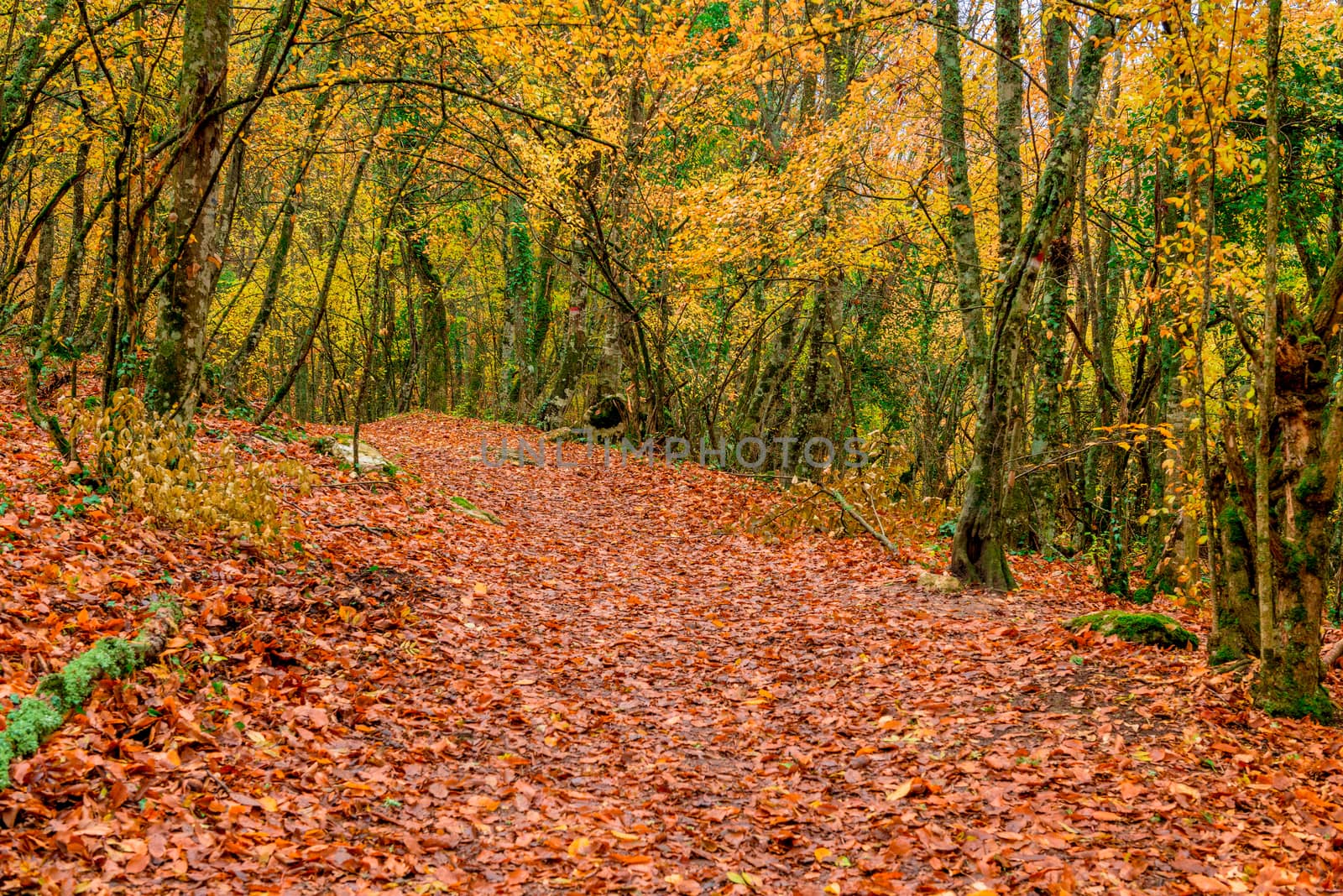 An empty path in the autumn picturesque park with fallen leaves by kosmsos111