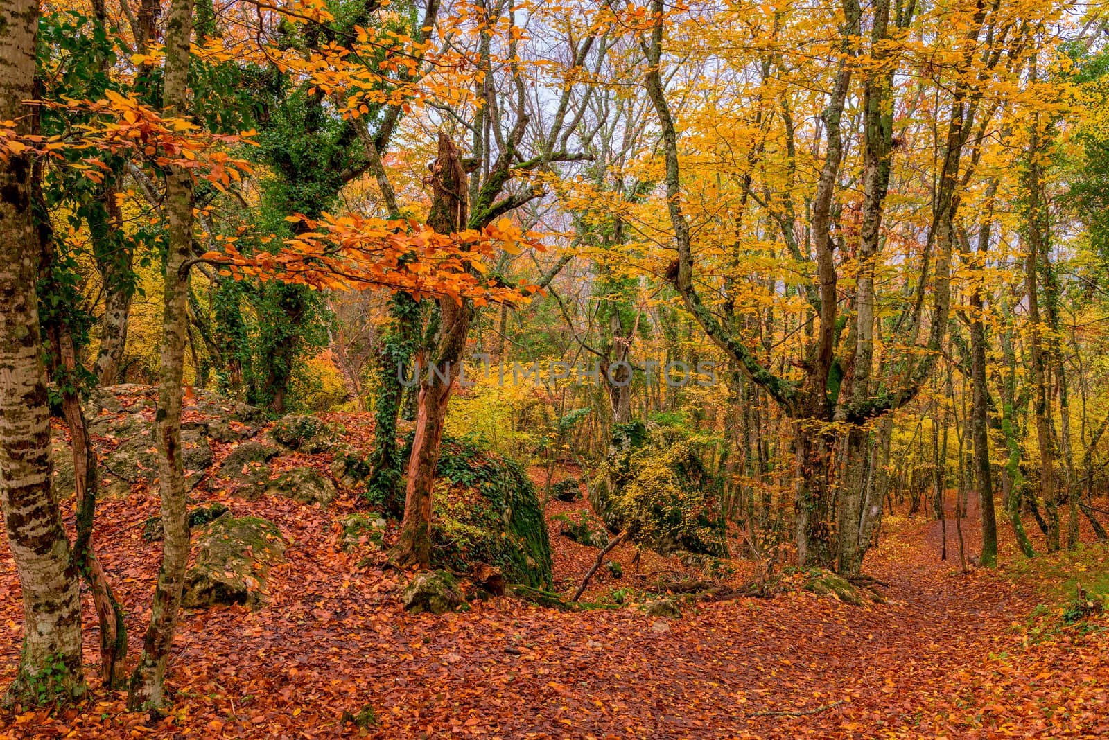 Autumn mountain park, a path leading down to the slope by kosmsos111