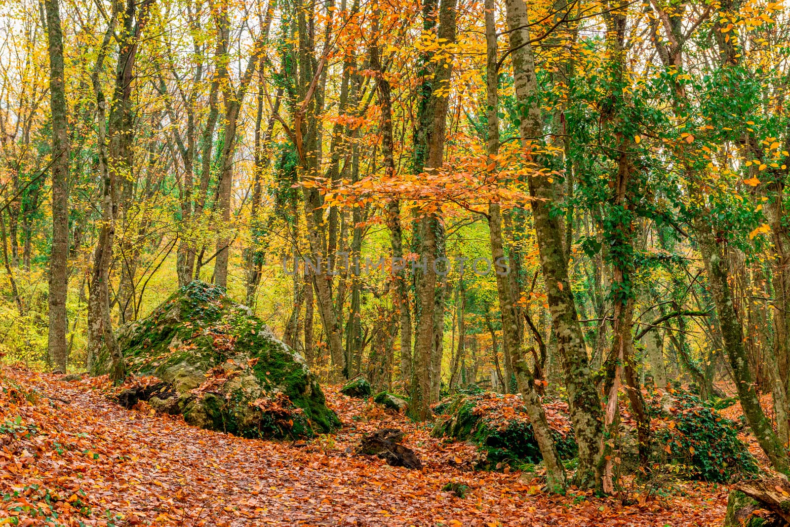 Large stones, fallen leaves - a picturesque autumn forest landscape in the mountains