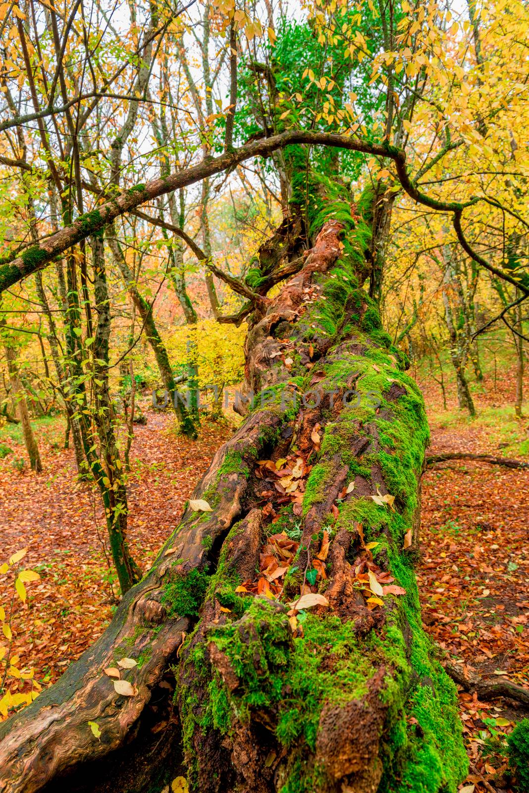 a large old tree covered with moss in an autumn forest by kosmsos111