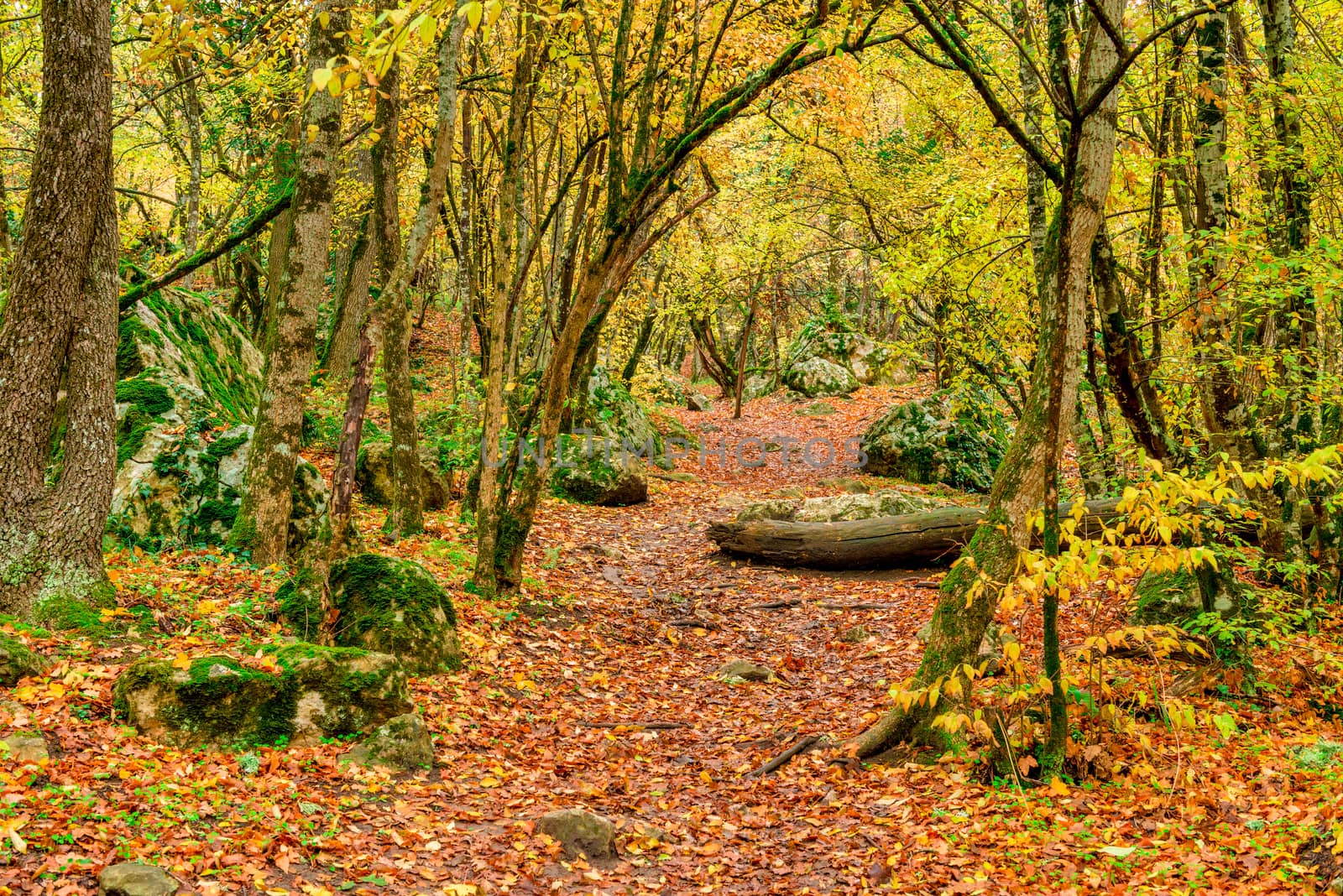 The path in the autumn forest, covered with fallen bright leaves