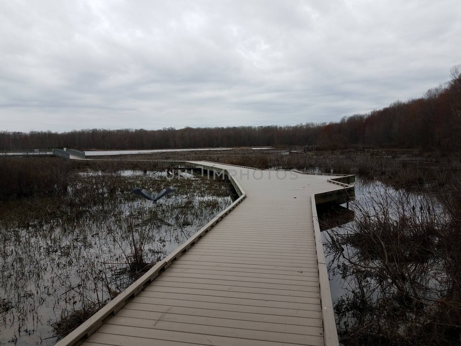 boardwalk in wetland or swamp with water and trees and heron