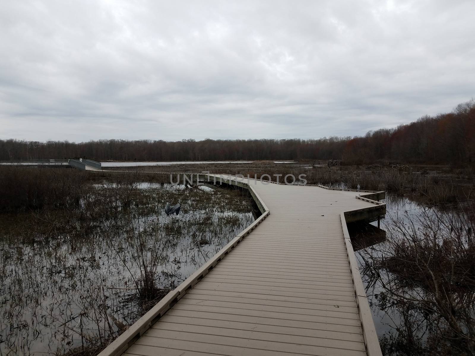 boardwalk in wetland with trees and heron by stockphotofan1