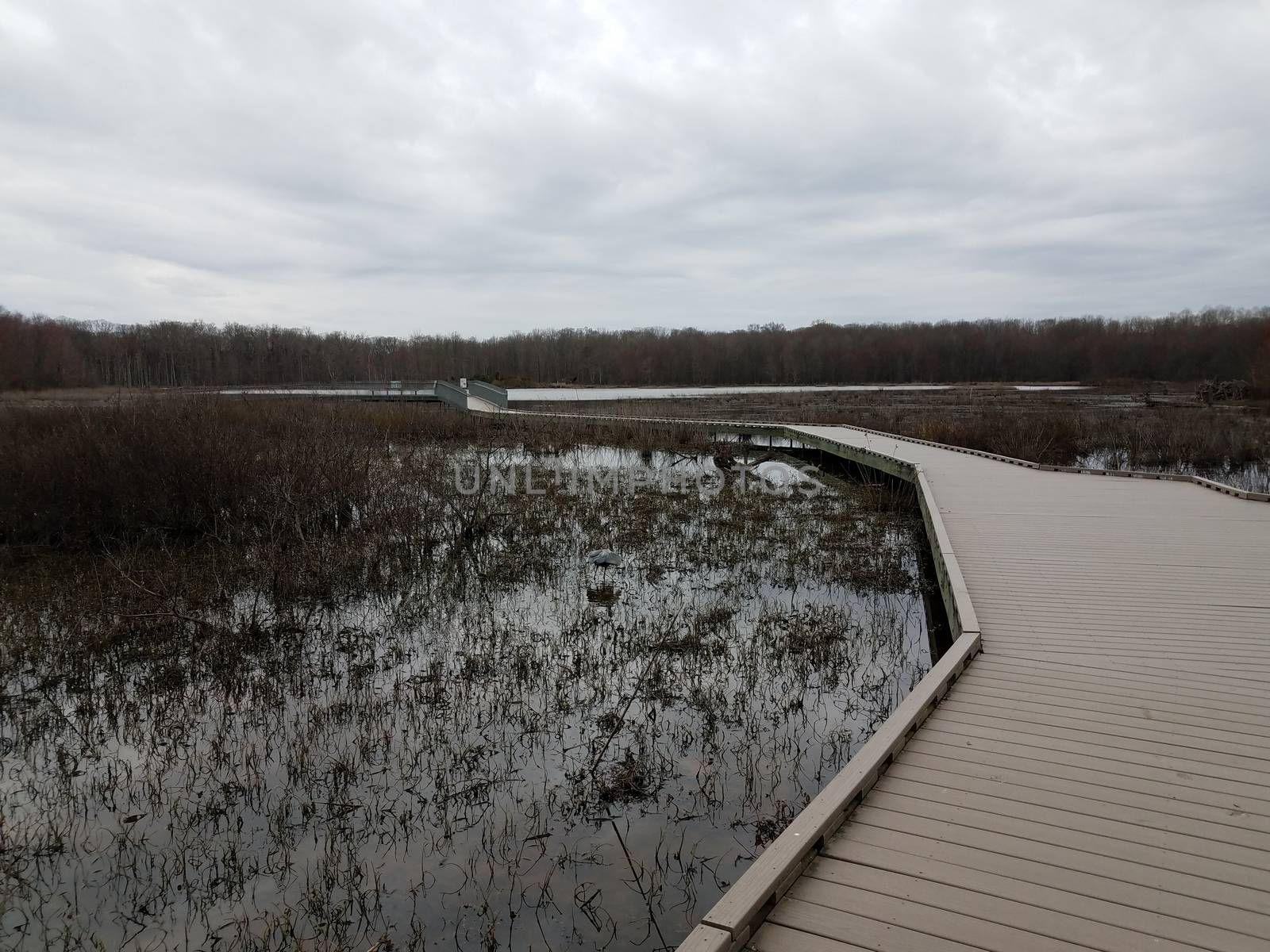 boardwalk in wetland with trees and heron by stockphotofan1