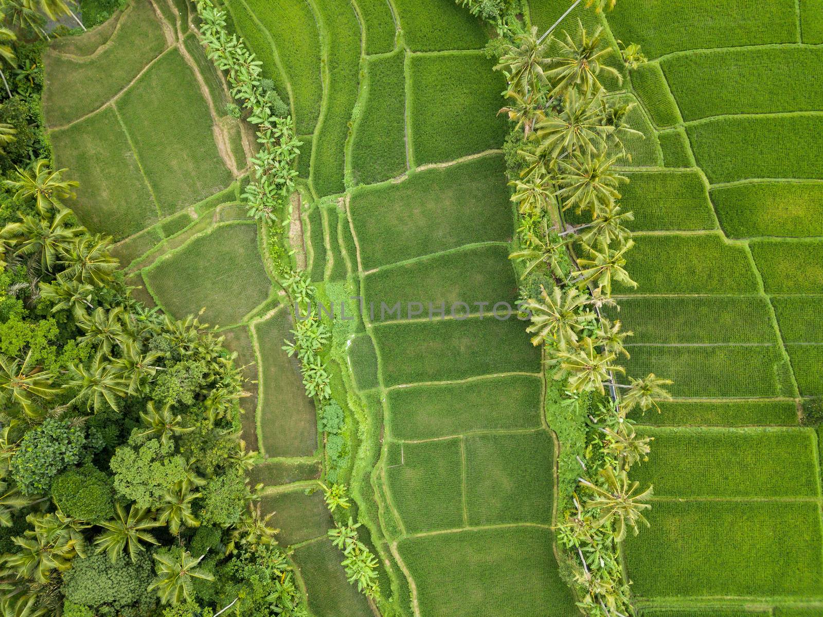 Top down aerial view of rice fields near Ubud in Bali, Indonesia