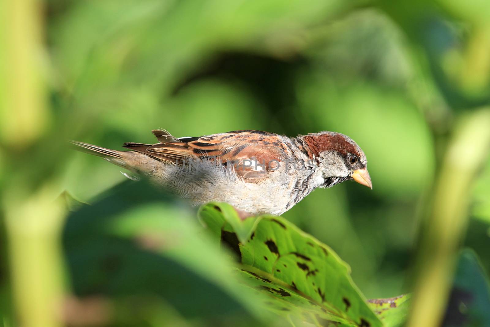 House Sparrow male on sunflower leaf morning light