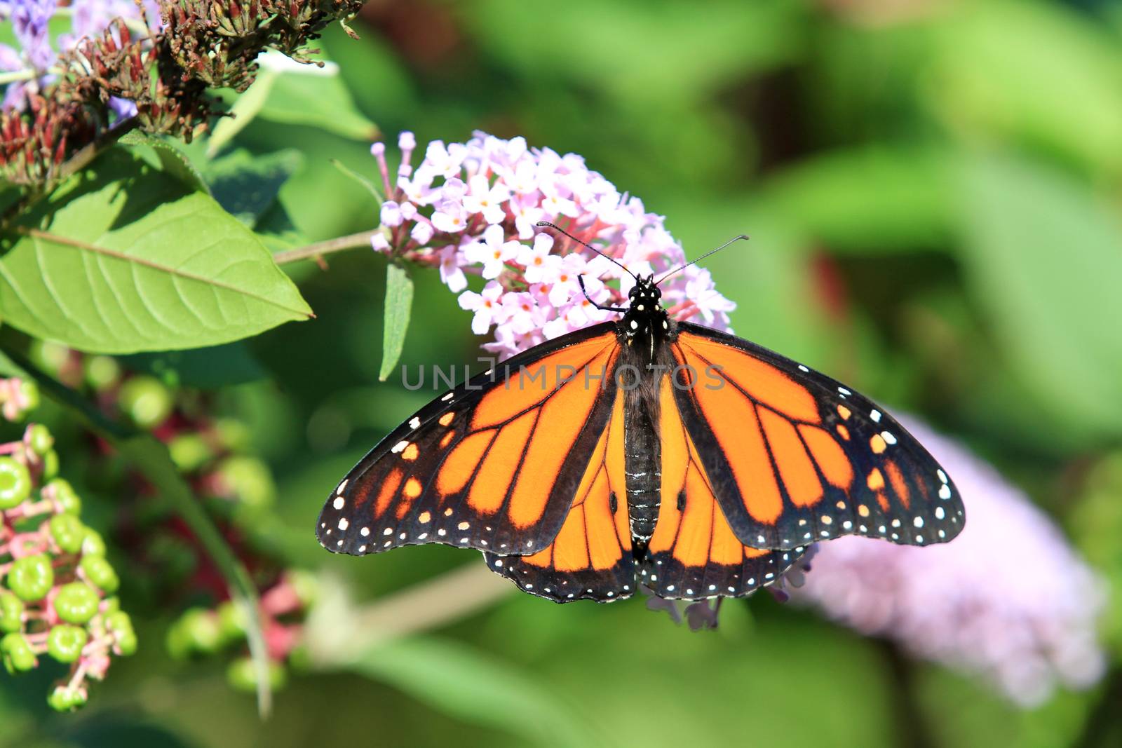 Monarch butterfly on butterfly bush flower morning light