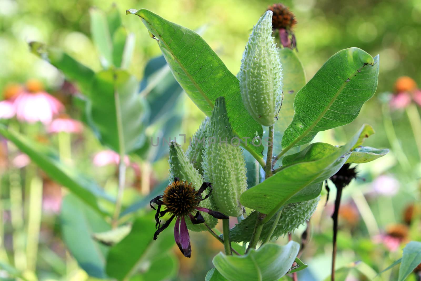 Milkweed Plant by framed