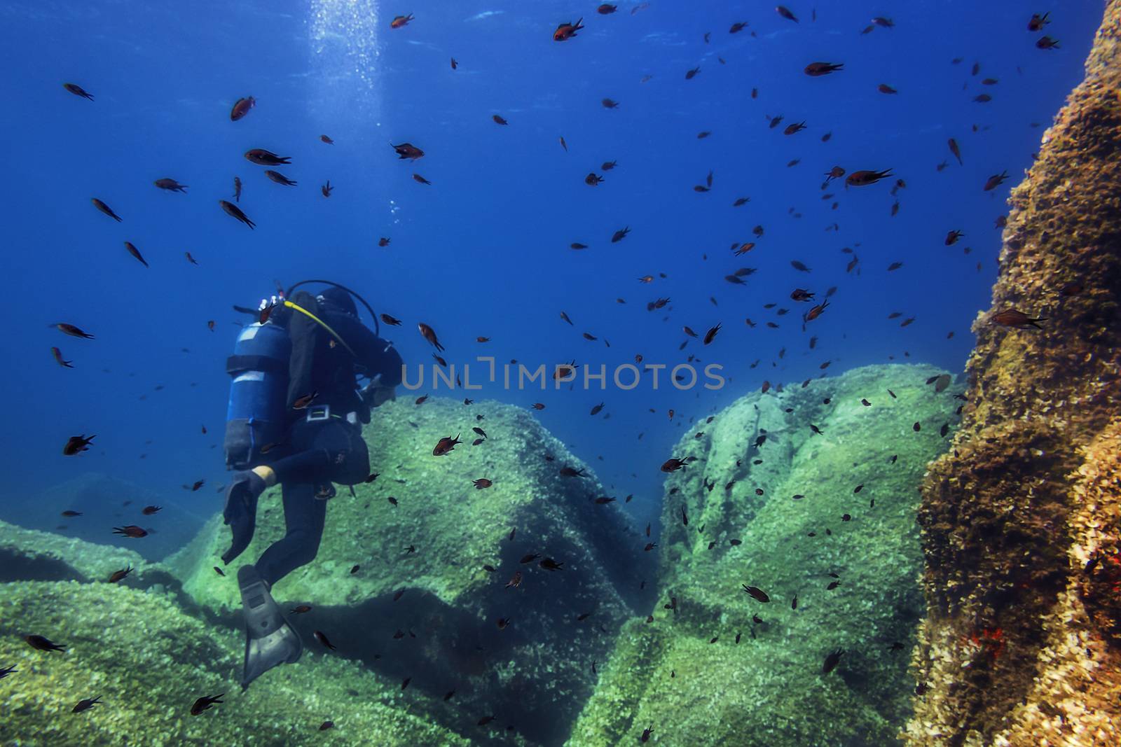 diver in the blue sea surrounded by red fish by raulmelldo