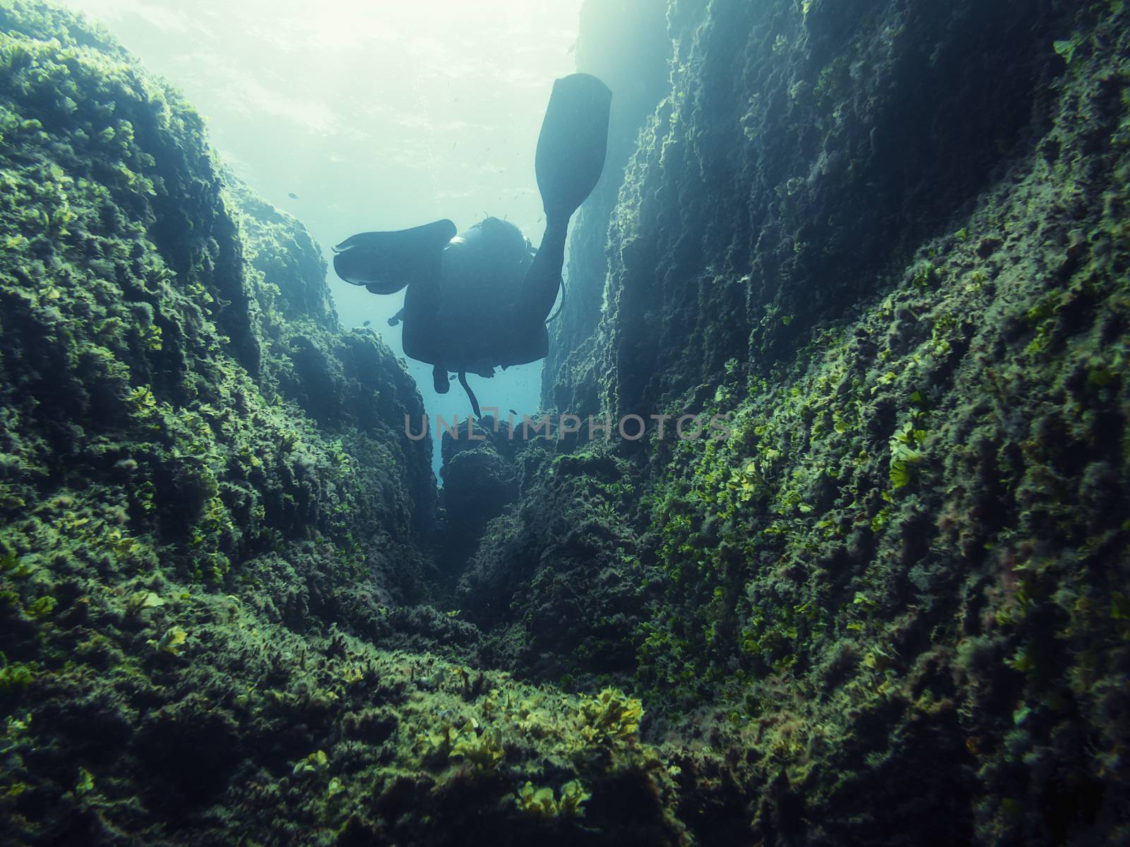 silhouette of a diver seen from behind passing between the rocks covered with green seaweed from the seabed, the turquoise water is crystal clear and the golden sun reflects on its surface