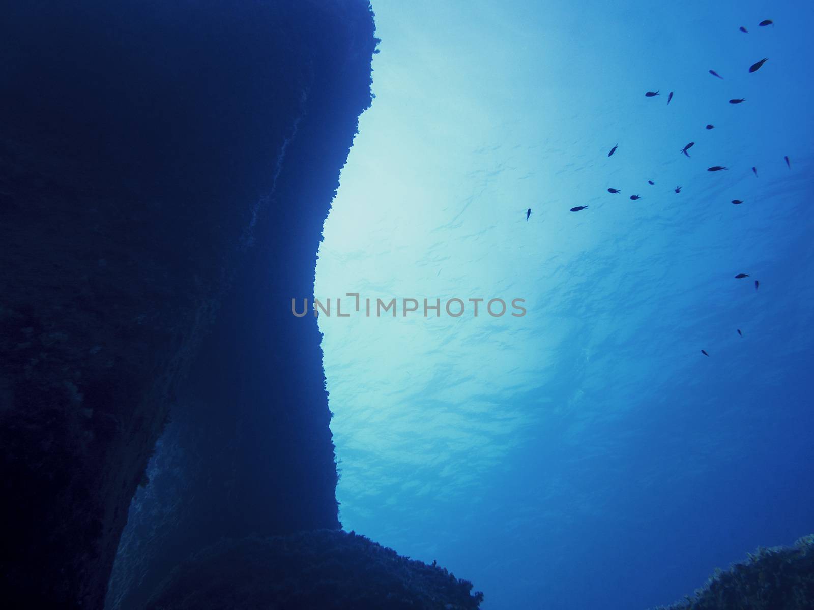 seabed with a large rock wall, small fish swim in the blue and turquoise water, sunlight reflects off the calm surface of the sea