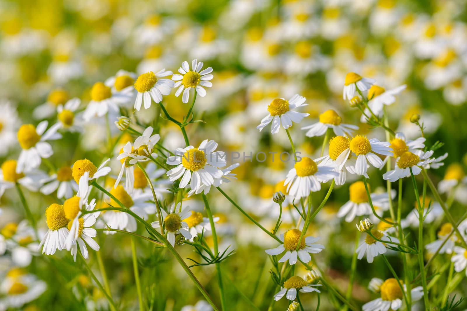 Camomille flowers grow at wild summer meadow