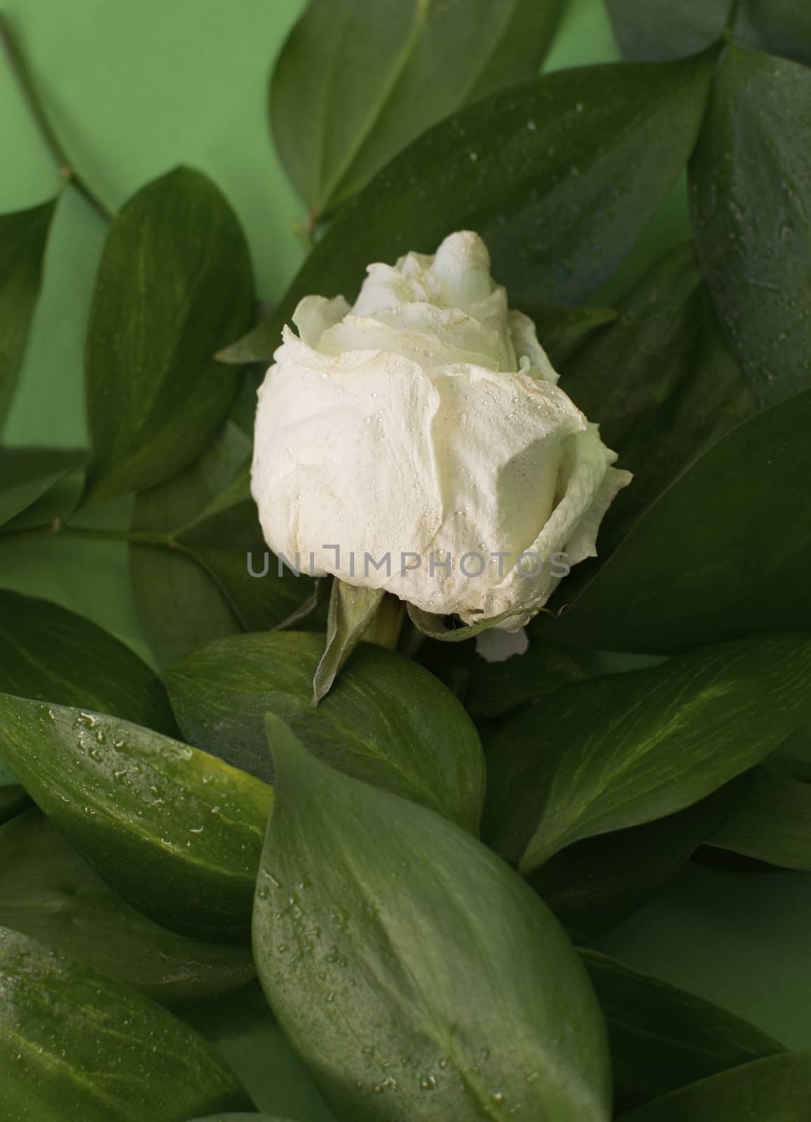White dried rose with water drops among leaves by Izumepho