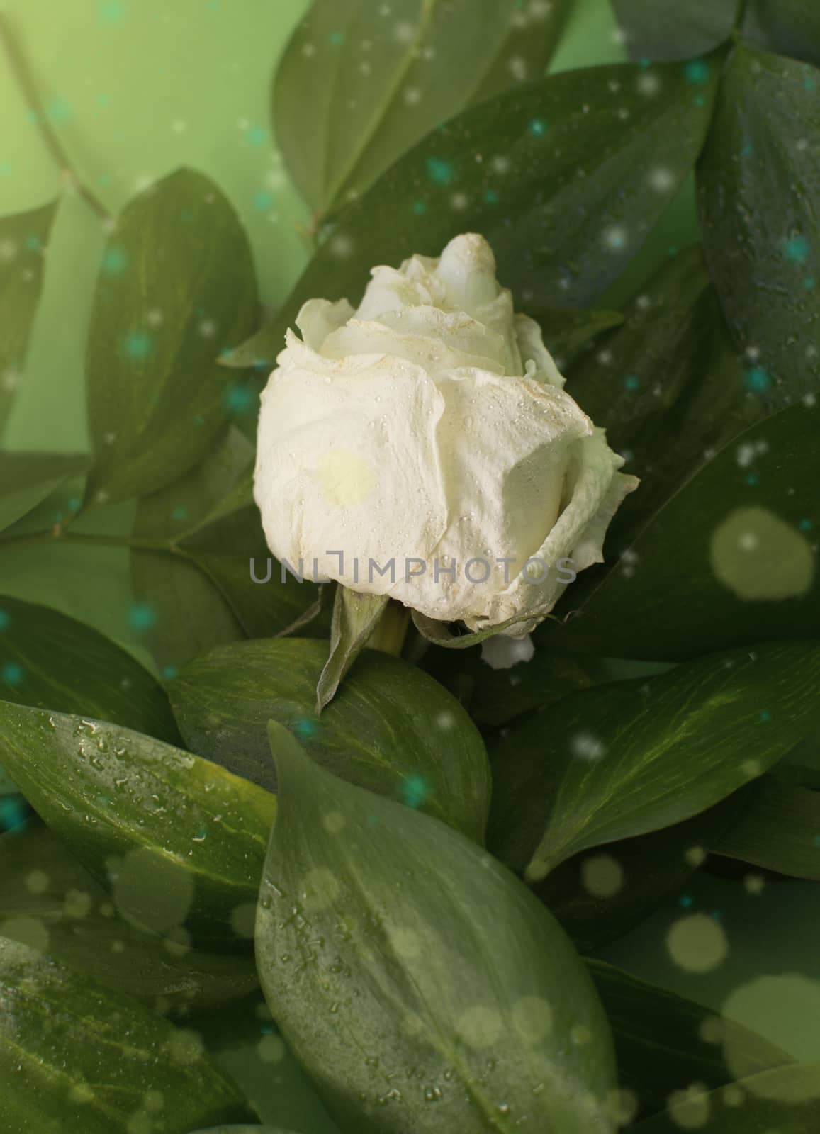 White dried rose with water drops among leaves on green background