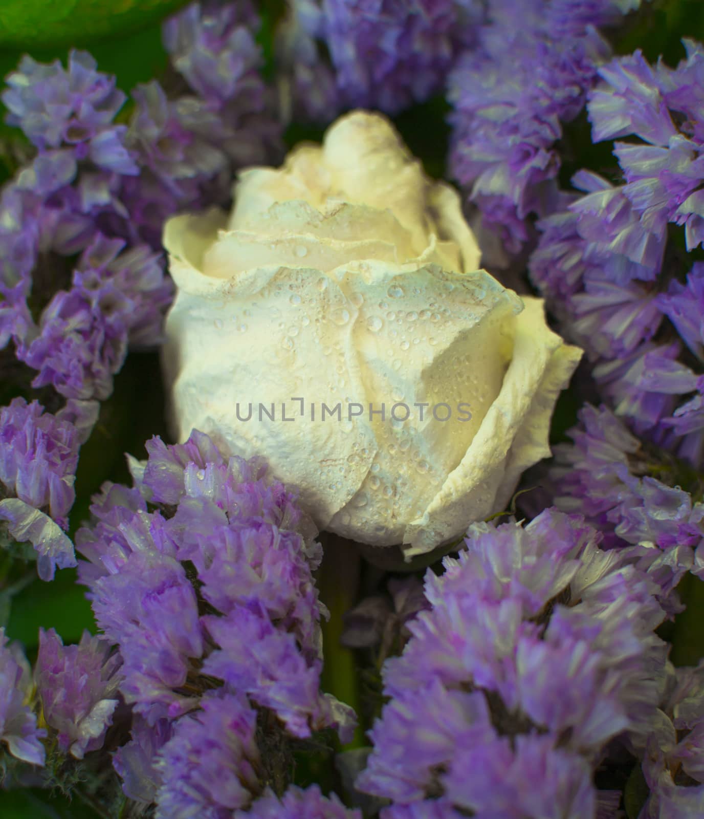 White dried rose with water drops among violet flowers by Izumepho