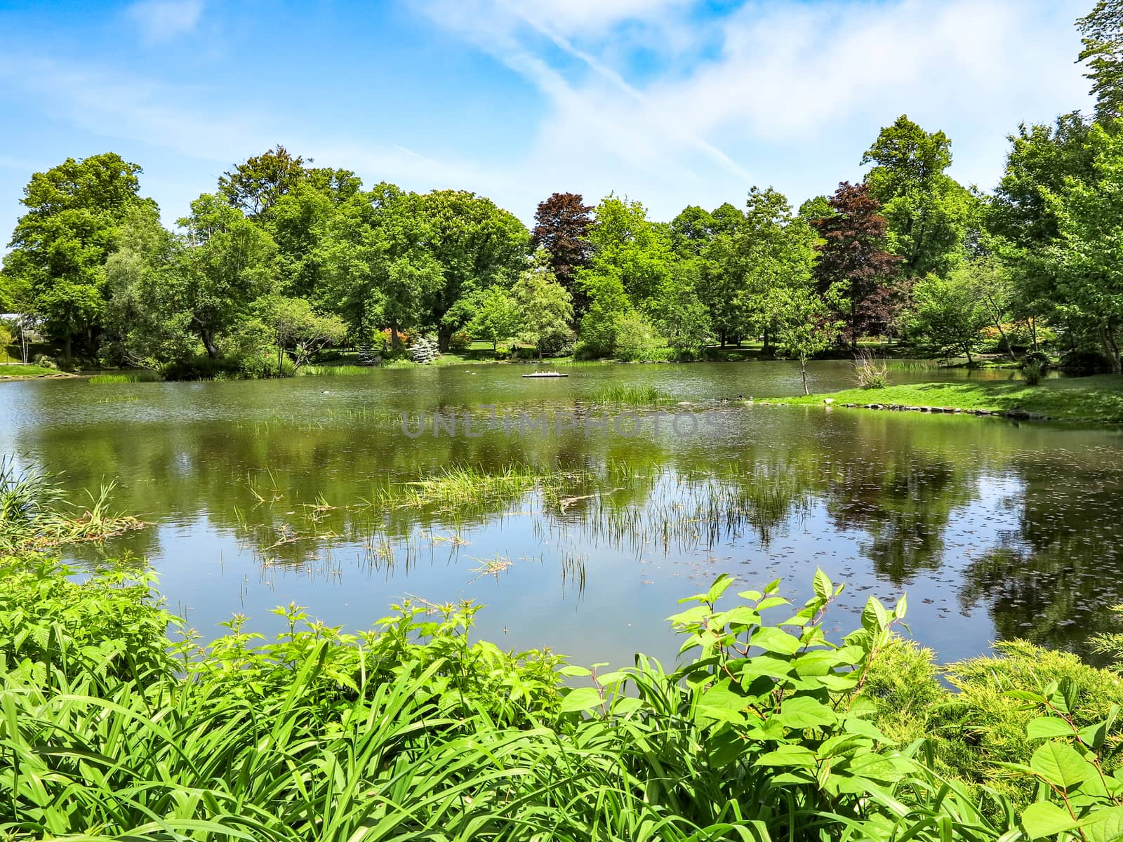 A pond in a park surrounded by trees