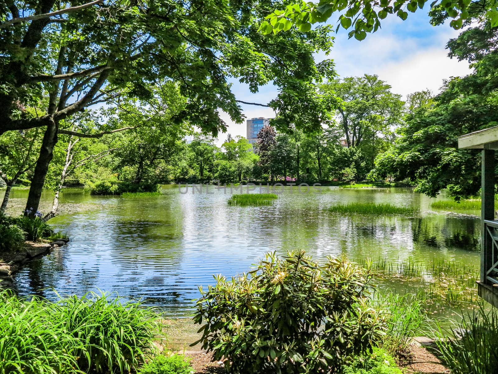 Pond in a Park by quackersnaps