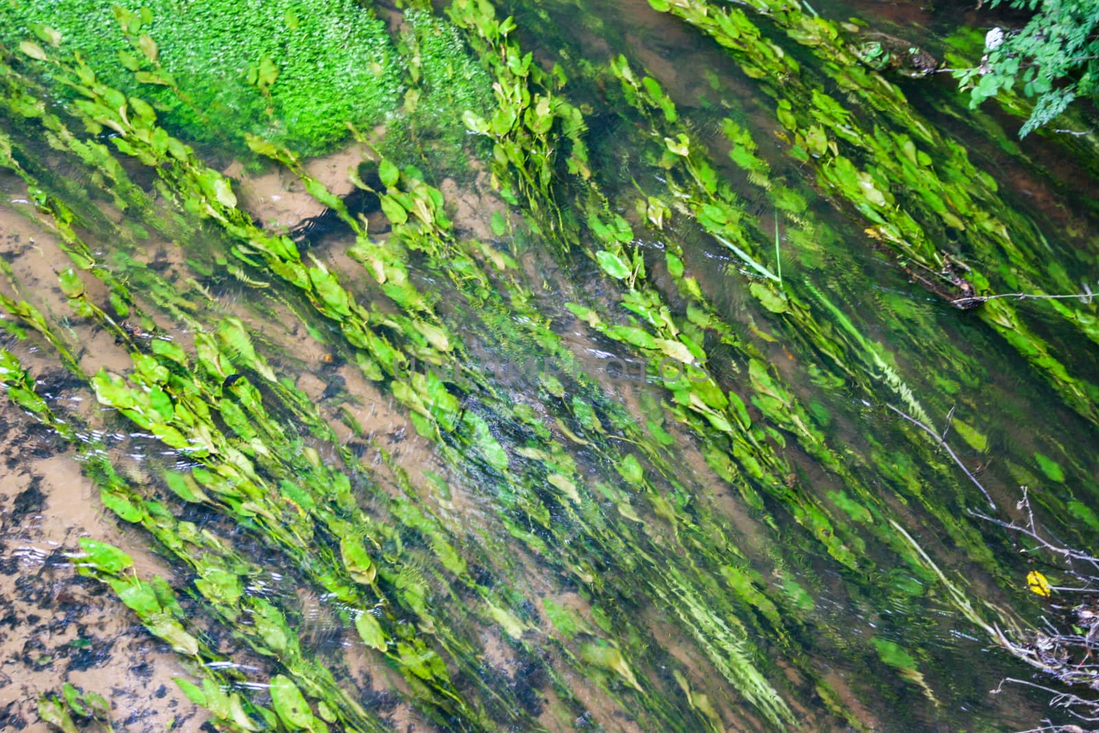 Some green reeds flowing in a stream