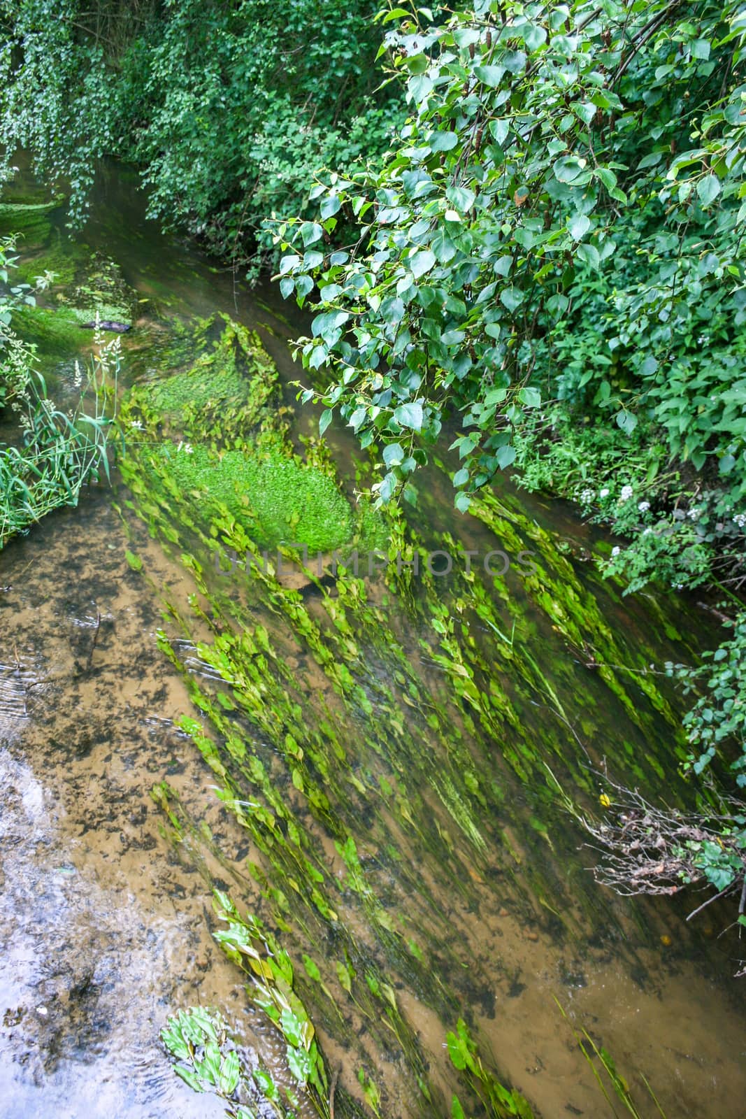 Some green reeds flowing in a stream