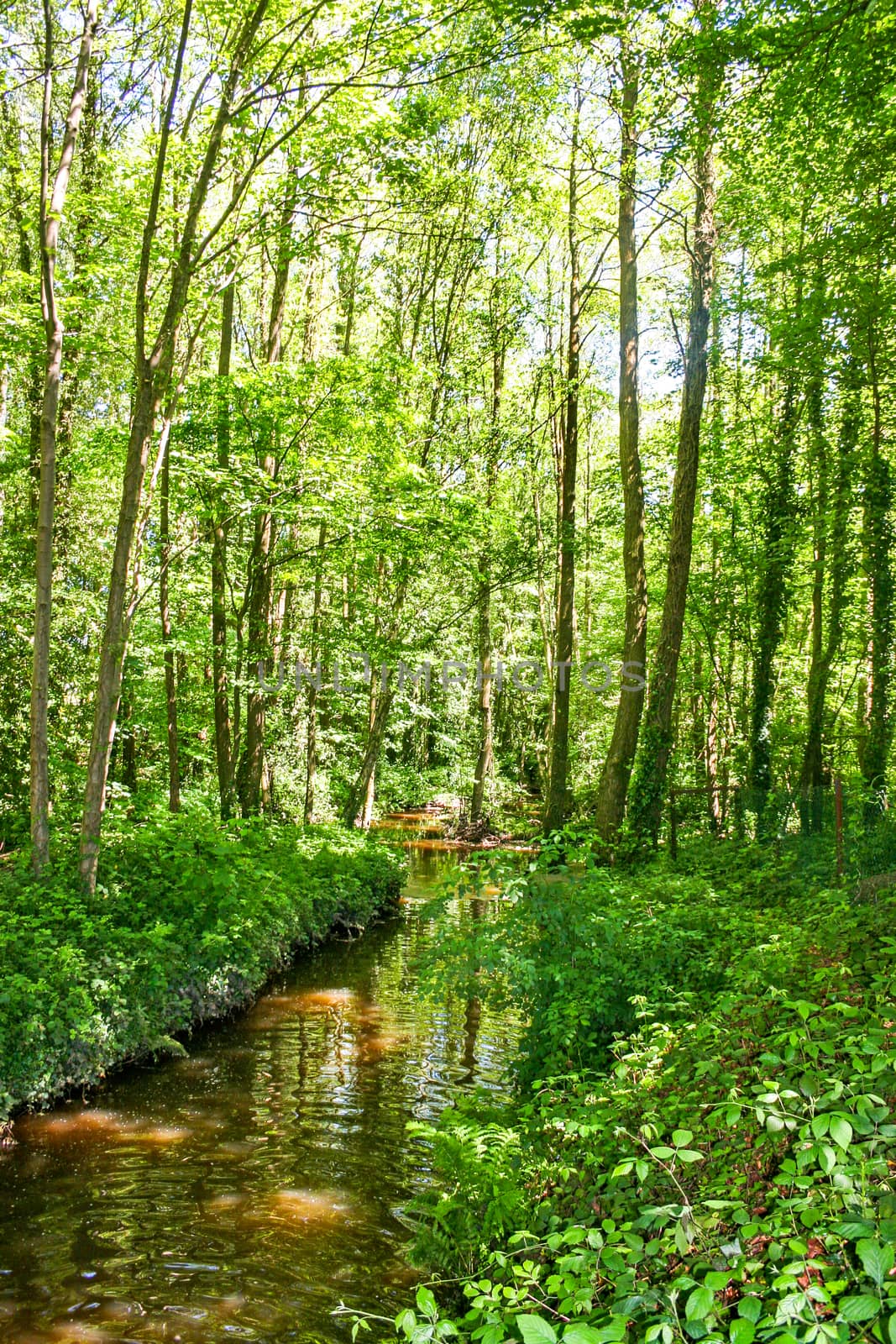 A stream is running through a forest