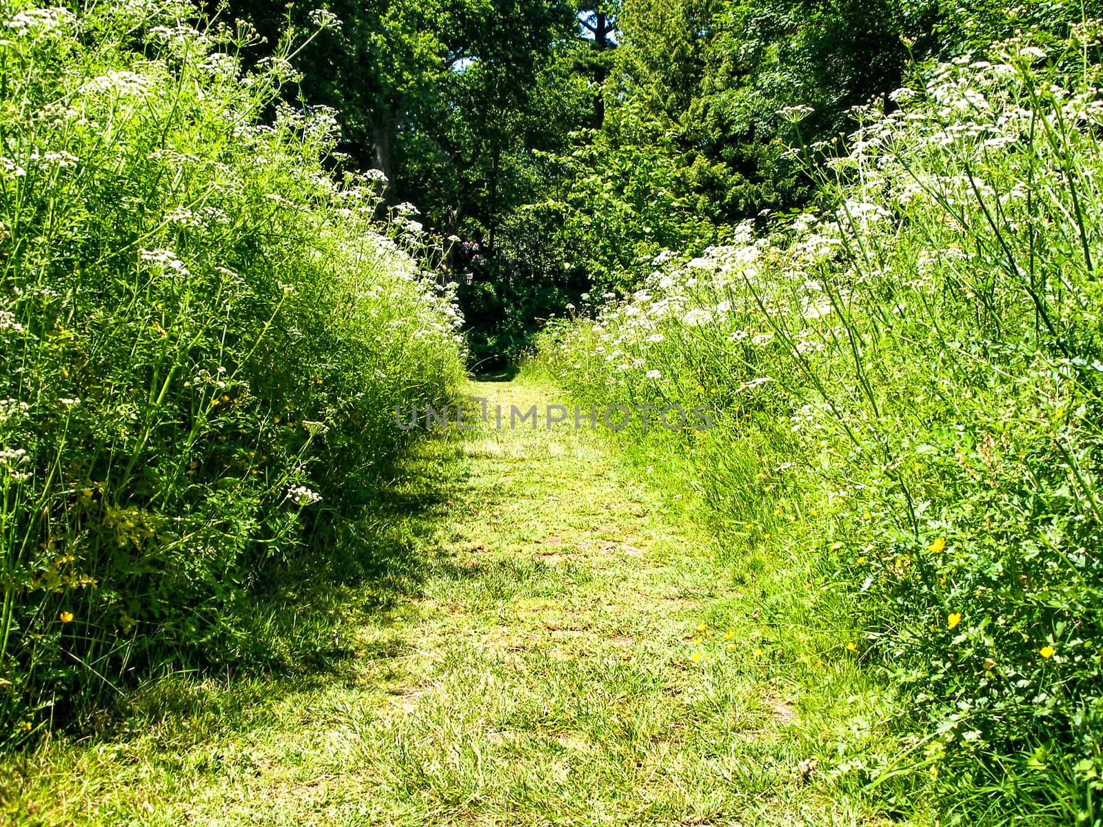 A grass path through tall plants / weeds