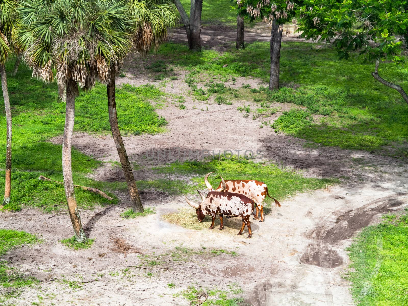 2 ankole cattle with grass and trees