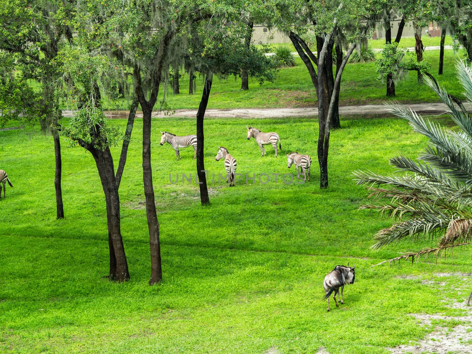 Zebra and Wildebeest by quackersnaps