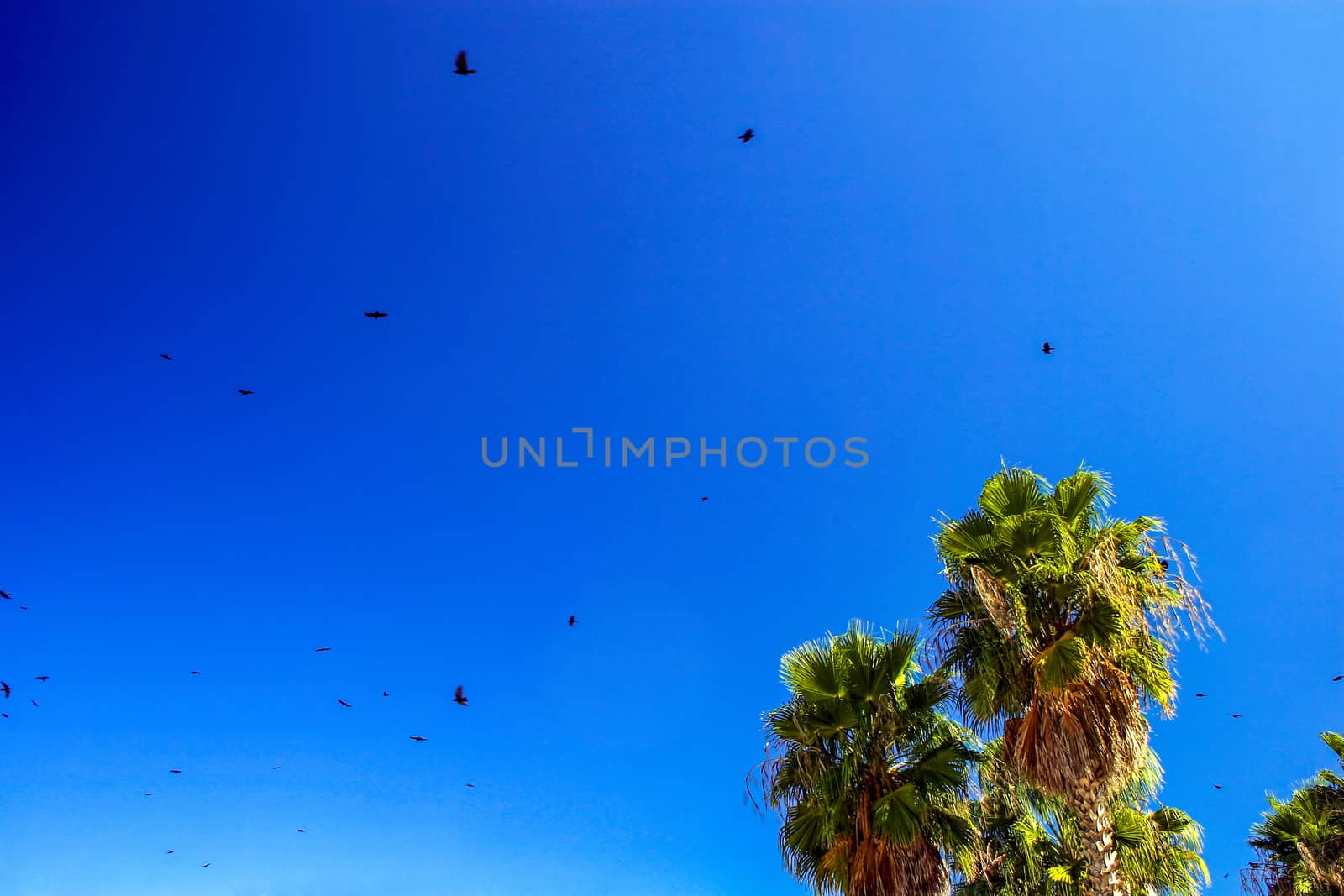 Palms trees and seagulls flying through the bright blue sky
