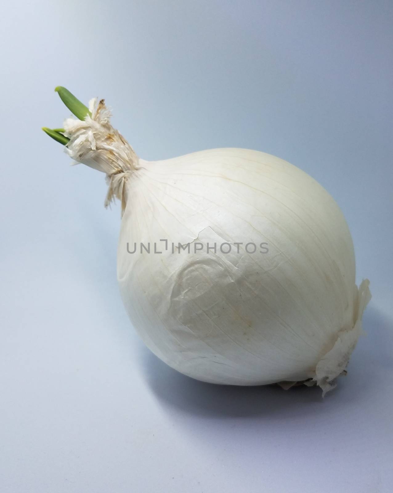 white onion with green sprout on white background by stockphotofan1