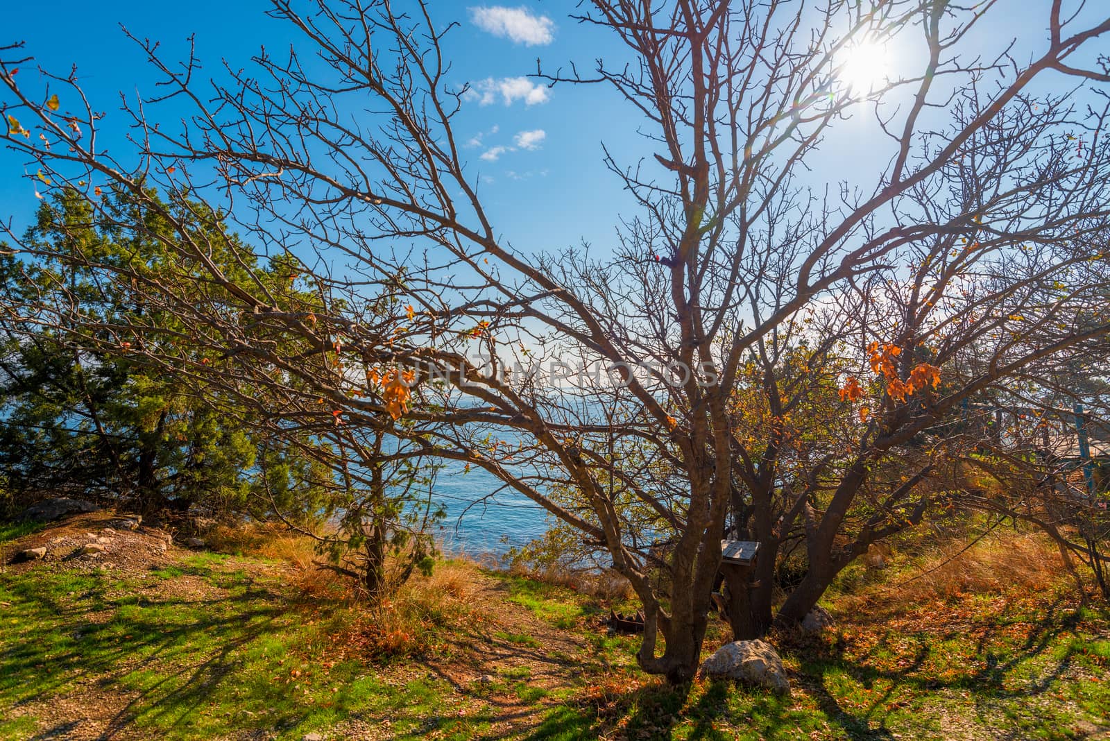 Sprawling bare tree, growing near the sea on a sunny autumn day by kosmsos111