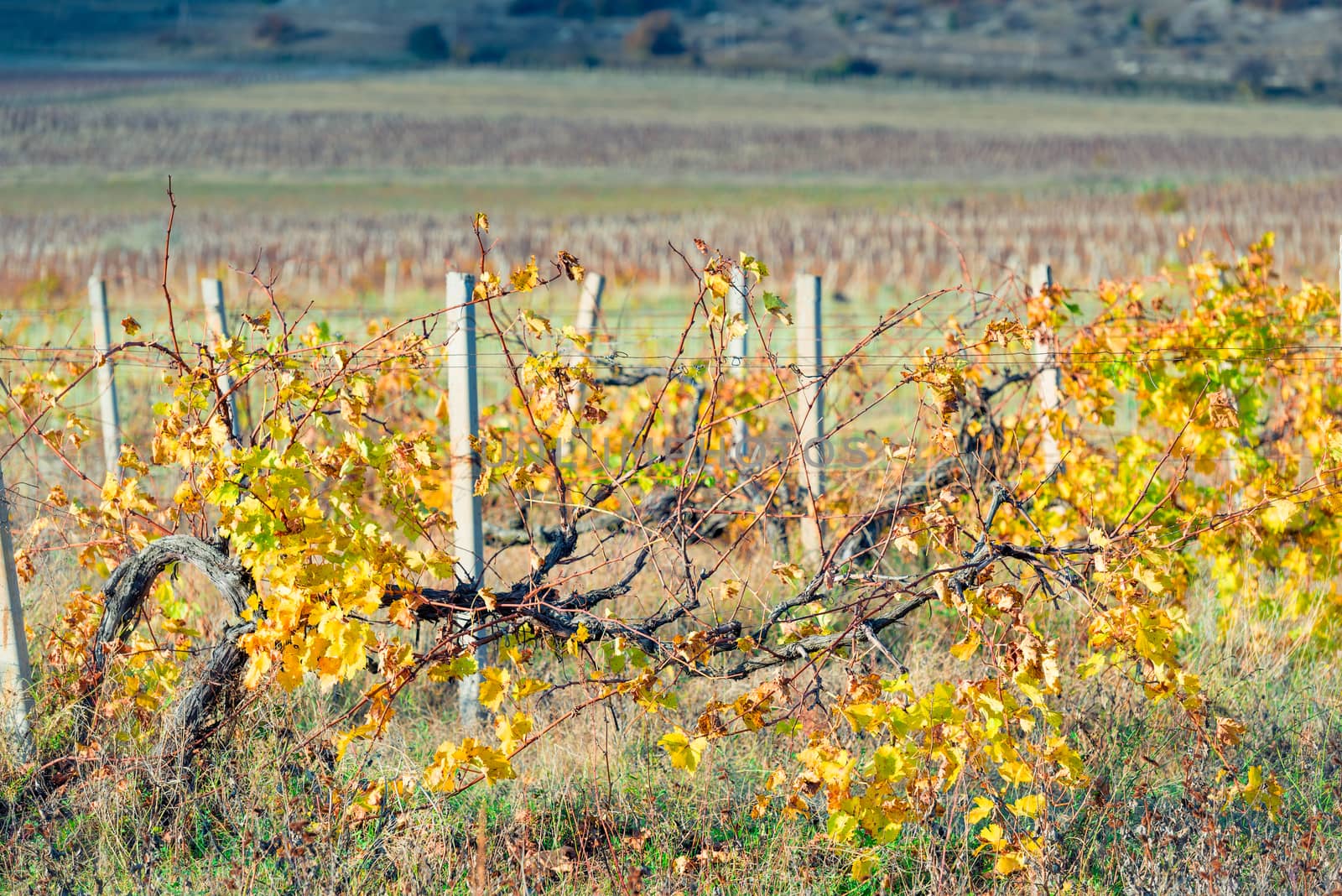 bushes vineyard plantation after harvest, autumn landscape