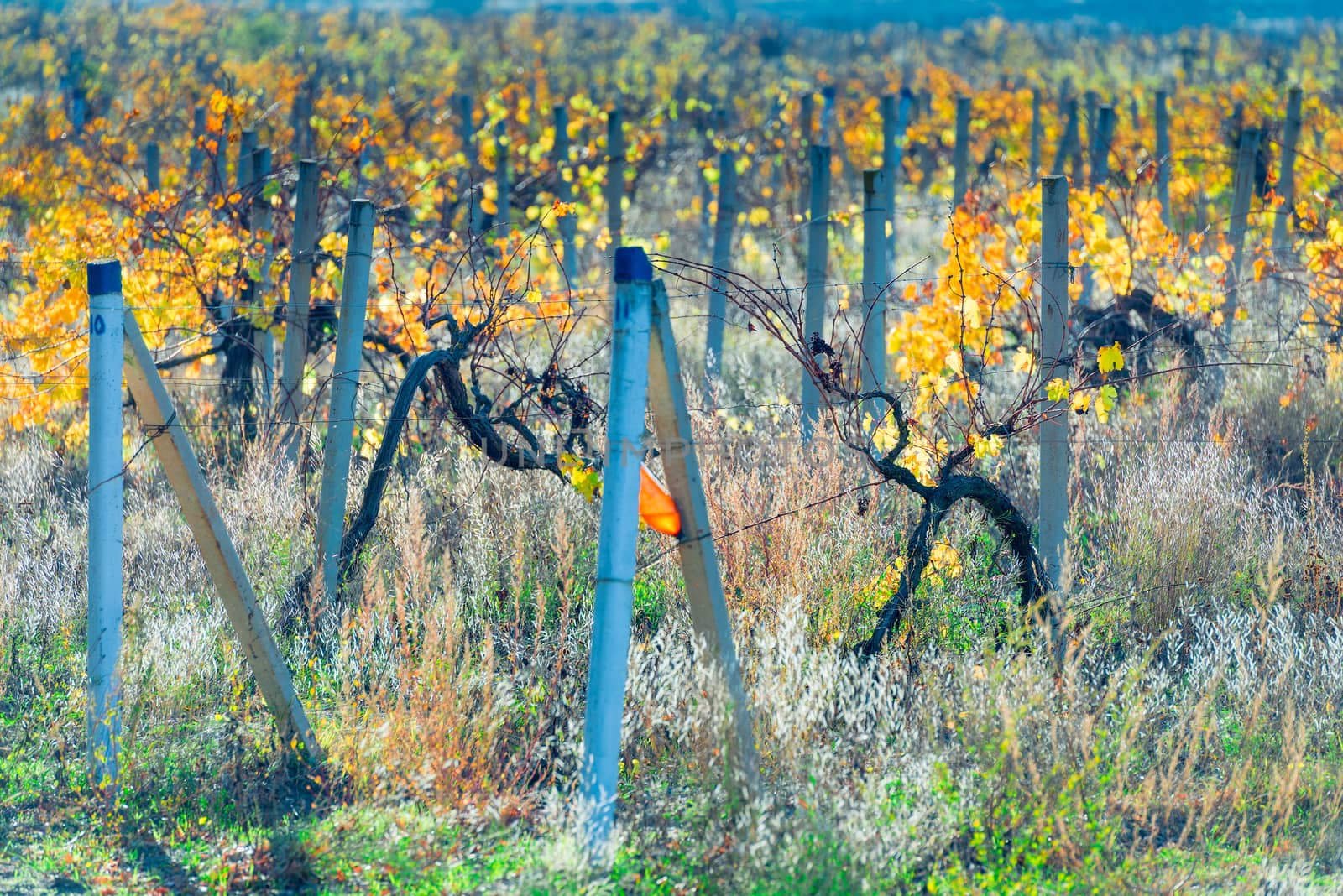 autumn landscape - vineyard bushes plantation after harvest by kosmsos111