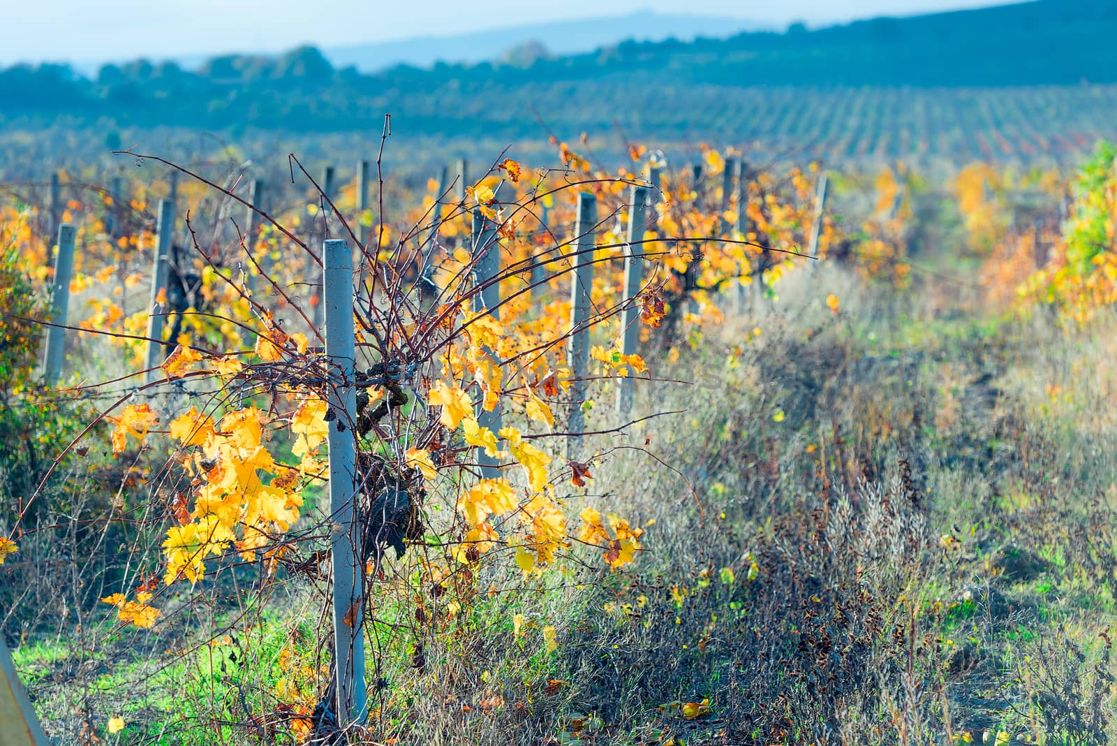 Field vineyard vines after harvest, autumn view