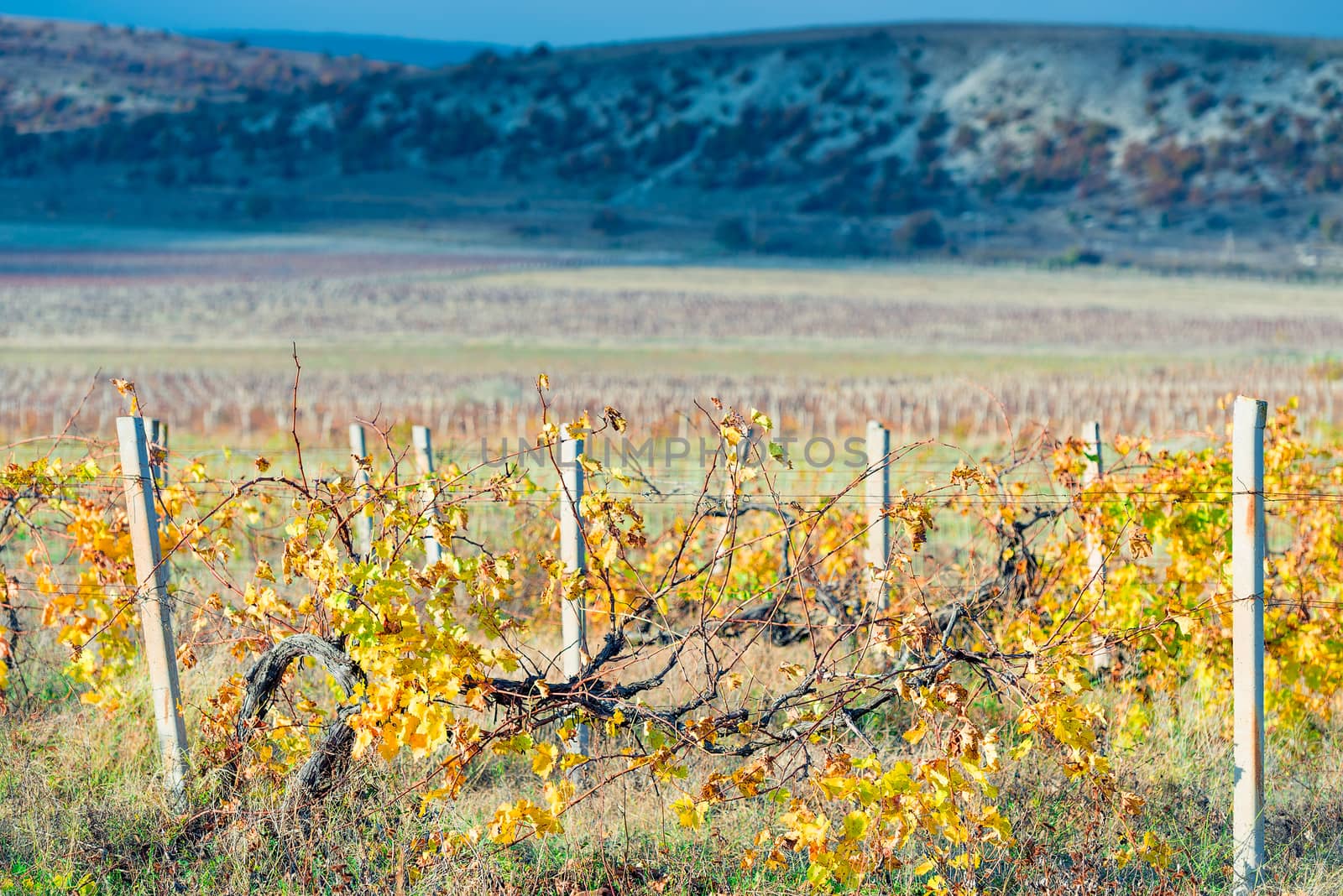 mountain plantations of grapes in the autumn afternoon, empty vi by kosmsos111